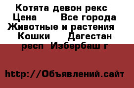 Котята девон рекс › Цена ­ 1 - Все города Животные и растения » Кошки   . Дагестан респ.,Избербаш г.